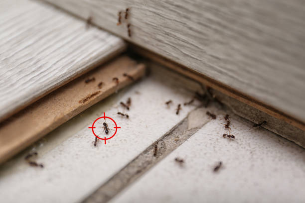 Best Cockroach Control Services  in West Miami, FL