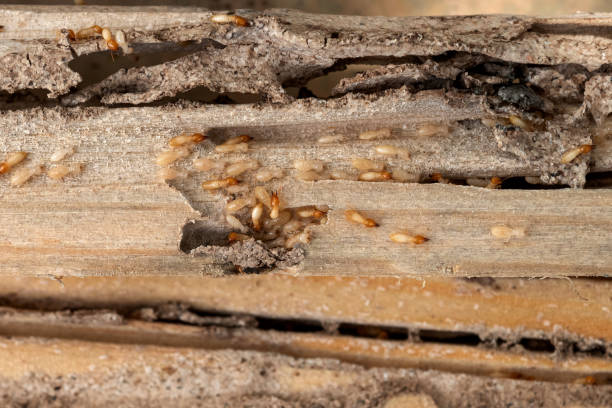 Reliable West Miami, FL Pest Control Solutions